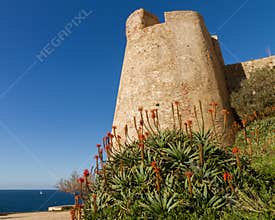 A flowering Aloe in front of the Citadel wall at Calvi in Corsica