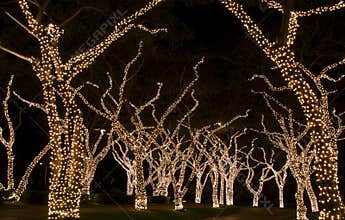 Festive Lights on Trees