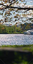 View of the mega yachts standing at the pier through the branches of trees on a clear sunny day, residential buildings