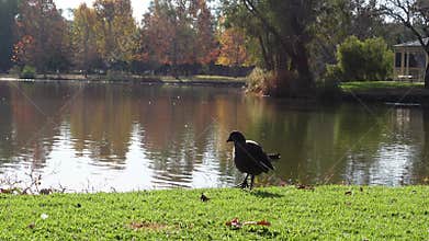 Coot waterbird or Eurasian coot predominantly black plumage standing alone near river
