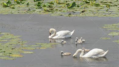 Mute swans with chicks. Cygnus olor. Spring