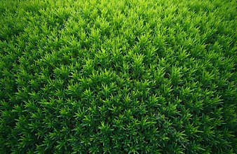 Vibrant green dense grass texture background. Top view of bright grass lawn. Ideal backdrop for spring, summer themes, nature