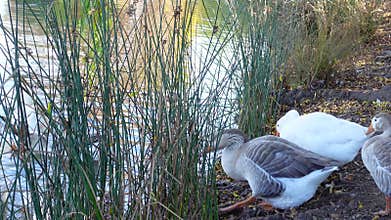 A group of geese waterfowl species line up walking into the water lake