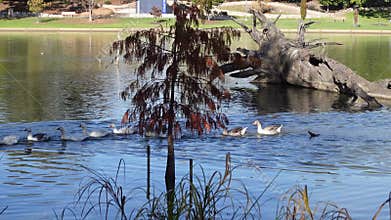 A group of geese waterfowl species line up swimming in the water lake