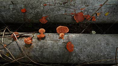Pycnoporus sanguineus mushroom with a slightly whitish orange color