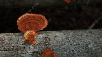 Pycnoporus sanguineus mushroom with a slightly whitish orange color