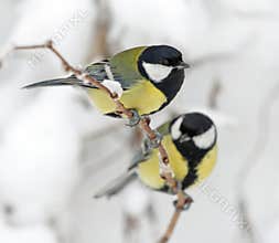 Birds on a branch