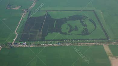 Aerial view of Bangabandhu crop-field mosaic breaks Guinness World Records in Bogura, Bangladesh.