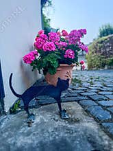 Pink geraniums blooming near metal black cat statue