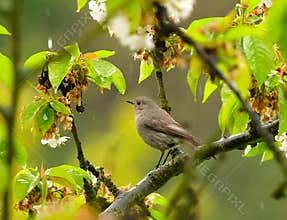 An adorable female black redstart (Phoenicurus ochruros) perching on a branch of blossoming cherry tree