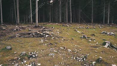 Video with noise. Destruction of protected coniferous forests on slope Italian Dolomites cutting down centuries-old