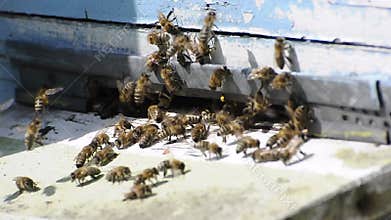 Honey bees swarming up and flying around beehive