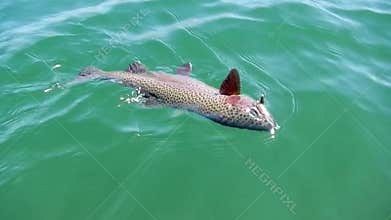 Rainbow trout caught while fly fishing in Wyoming
