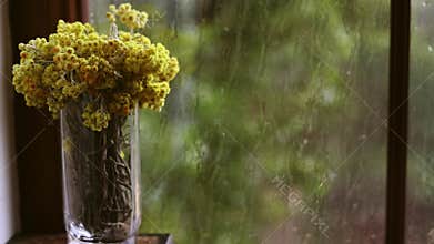 A bouquet of yellow flowers in a clear glass vase by a rain-streaked window. Dried immortelle flowers against a blurry