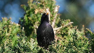 Starlings are small to medium-sized passerine birds.