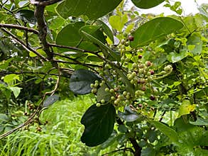 jungle fruit (Antidesma ghaesembilla) Fruits coming in the rainy season