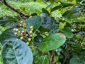 jungle fruit (Antidesma ghaesembilla) Fruits coming in the rainy season