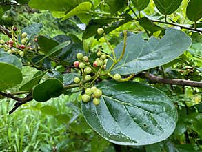 jungle fruit (Antidesma ghaesembilla) Fruits coming in the rainy season