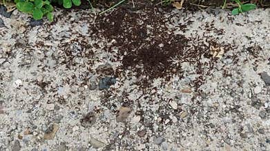 Ants, Ant Colony at the Edge of the Sidewalk and Grass