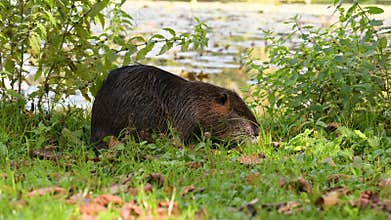 Nutria river rat on the meadow, wildlife animals, habitant wetlands, coypu herbivorous