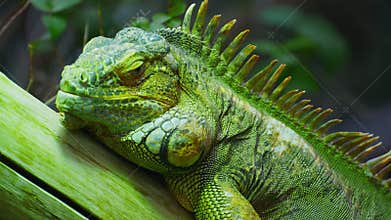 Green iguana, large arboreal herbivorous lizard species. Iguana on the tree branch. Closeup