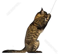 Maine Coon playing with a toy