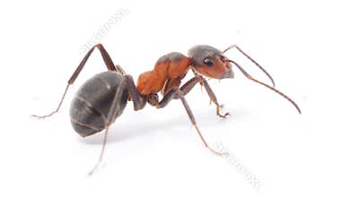 Isolated Red Ant