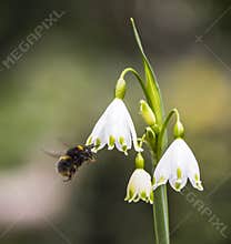 Bumblebee on a snowdrop
