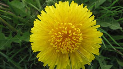 Flower dandelion is opening its blossom - time lapse