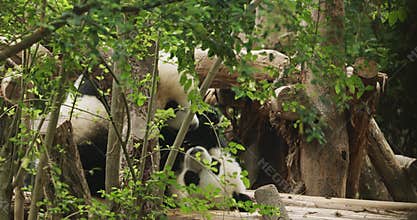 Giant Pandas Friendship. Two Young Pandas Play With Each Other. Bear Or Simply, Is Bear Species Endemic To China. Panda