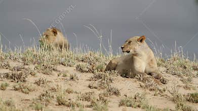 African lions