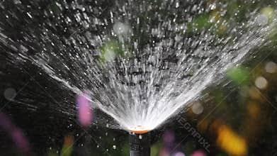 Sprinkler head watering in garden.