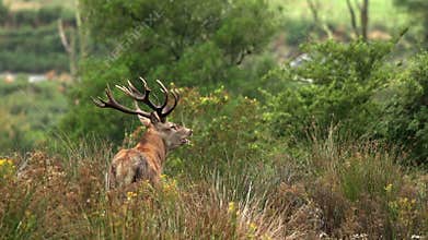 Stag roaring