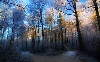 Winter blue