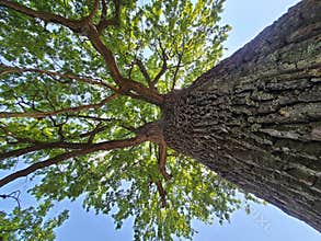Majestic tree viewed from below with lush green leaves and blue sky