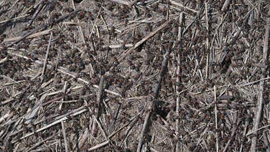 Natural Ground Cover Surrounded by Ants Twigs and Rich Soil in a Beautiful Outdoor Setting