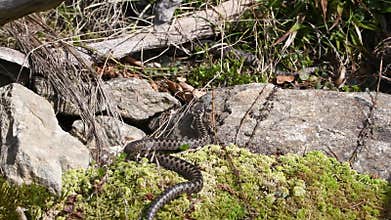 Footage of an adder snake on the ground in grass with leaves and foliage in the forest in summer sunshine, Germany