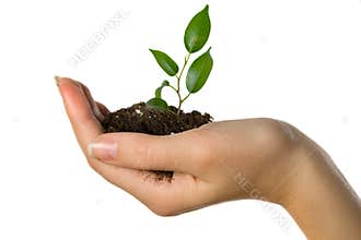 Plant in hand