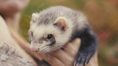 Close-up portrait. woman's hand is holding little furry gray white fur animal ferret. human's hands touching