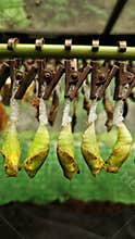 Butterfly pupae hung in rows in a glass aquarium