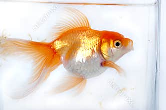 Gold fish