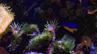 green majano anemone and Palythoa Brown Button polyp move tentacle in water flow, live rock reef marine aquarium, green hair algae
