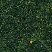 Top view photo of grass with a small colorful butterfly resting, seamless texture