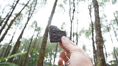 eating chocolate cookies in a nature filled with pine trees
