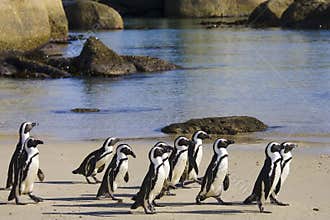 Cape Town Penguin Island in South Africa