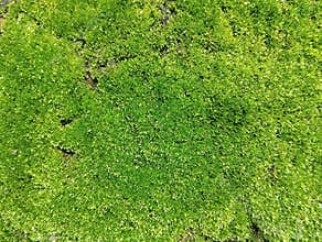 Abstrack background of moss texture on the wall