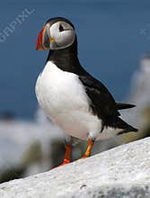 Atlantic Puffin in Maine