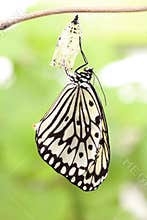 Butterfly change form chrysalis