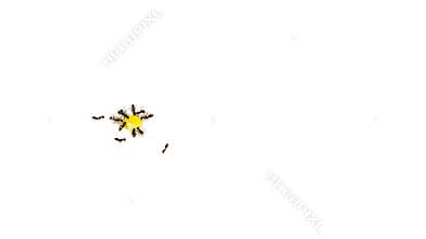A group of ants eating raw honey