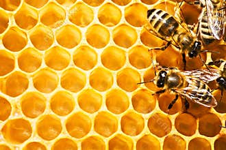 Bees on honeycells